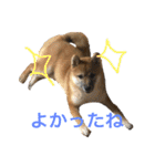 柴犬、はなちゃんスタンプ（個別スタンプ：15）