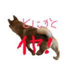 柴犬、はなちゃんスタンプ（個別スタンプ：16）