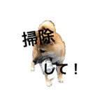柴犬、はなちゃんスタンプ（個別スタンプ：20）