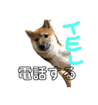 柴犬、はなちゃんスタンプ（個別スタンプ：21）