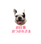 ハク姫（個別スタンプ：3）