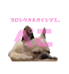 ハク姫（個別スタンプ：37）