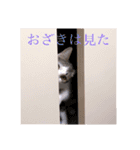 おざきちゃんスタンプ（個別スタンプ：38）