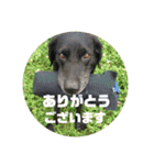 パピヨンと黒ラブとイエローラブ（個別スタンプ：1）