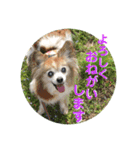 パピヨンと黒ラブとイエローラブ（個別スタンプ：4）