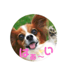 パピヨンと黒ラブとイエローラブ（個別スタンプ：18）