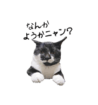ハチワレねこちゃん（個別スタンプ：1）
