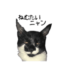 ハチワレねこちゃん（個別スタンプ：5）