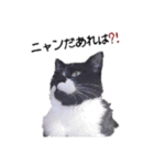 ハチワレねこちゃん（個別スタンプ：7）