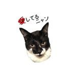 ハチワレねこちゃん（個別スタンプ：9）