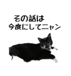 ハチワレねこちゃん（個別スタンプ：10）