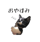 ハチワレねこちゃん（個別スタンプ：12）
