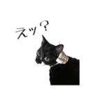 ハチワレねこちゃん（個別スタンプ：13）
