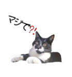 ハチワレねこちゃん（個別スタンプ：15）
