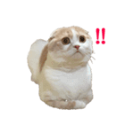 てんとえん（個別スタンプ：1）