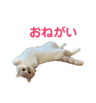てんとえん（個別スタンプ：5）