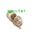 てんとえん（個別スタンプ：8）