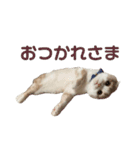 てんとえん（個別スタンプ：9）