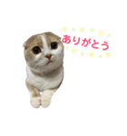 てんとえん（個別スタンプ：17）