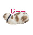 てんとえん（個別スタンプ：22）