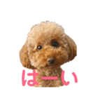 リンちゃんの1日♪（個別スタンプ：5）