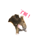 僕は、アムロ。(1)（個別スタンプ：3）