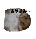 オレオとけんぴ（個別スタンプ：1）
