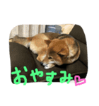 ウチの茶々丸くん（個別スタンプ：1）