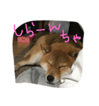 ウチの茶々丸くん（個別スタンプ：2）