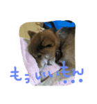 ウチの茶々丸くん（個別スタンプ：6）