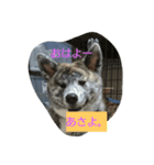 ふみのわんずスタンプ（個別スタンプ：1）