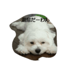 ふみのわんずスタンプ（個別スタンプ：4）