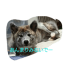ふみのわんずスタンプ（個別スタンプ：5）