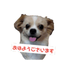 わんこのあずき（個別スタンプ：2）