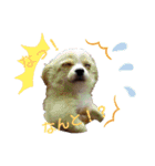 わんこのあずき（個別スタンプ：3）