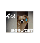 わんこのあずき（個別スタンプ：5）