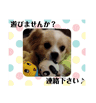 わんこのあずき（個別スタンプ：6）