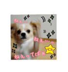 わんこのあずき（個別スタンプ：10）