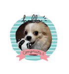 わんこのあずき（個別スタンプ：13）