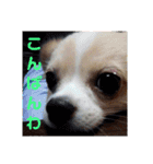 わんこのあずき（個別スタンプ：14）