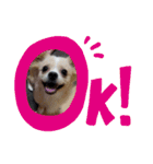 わんこのあずき（個別スタンプ：16）