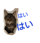 みみっち2（個別スタンプ：2）