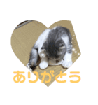 coco＊にゃんこ（個別スタンプ：3）