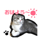 coco＊にゃんこ（個別スタンプ：7）