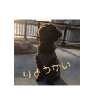 黒マルプーのしげる君 ！（個別スタンプ：2）