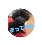 黒マルプーのしげる君 ！（個別スタンプ：5）