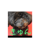 黒マルプーのしげる君 ！（個別スタンプ：8）