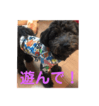 黒マルプーのしげる君 ！（個別スタンプ：13）