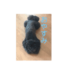 黒マルプーのしげる君 ！（個別スタンプ：16）