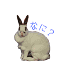 うさぎのこーやん＆ほーちゃん（個別スタンプ：5）
